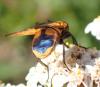 Phasia aurigera